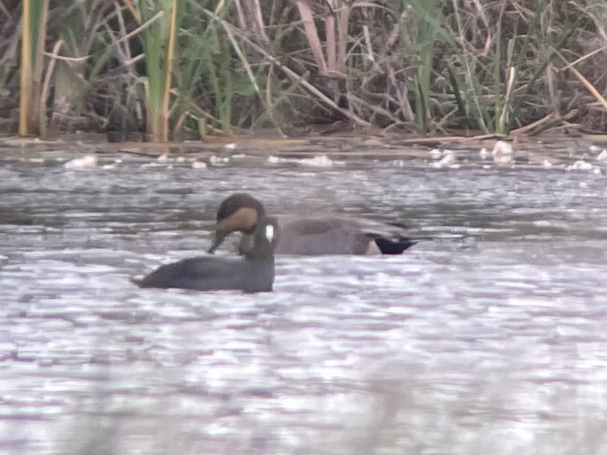 Gadwall x Northern Pintail (hybrid) - ML503542121