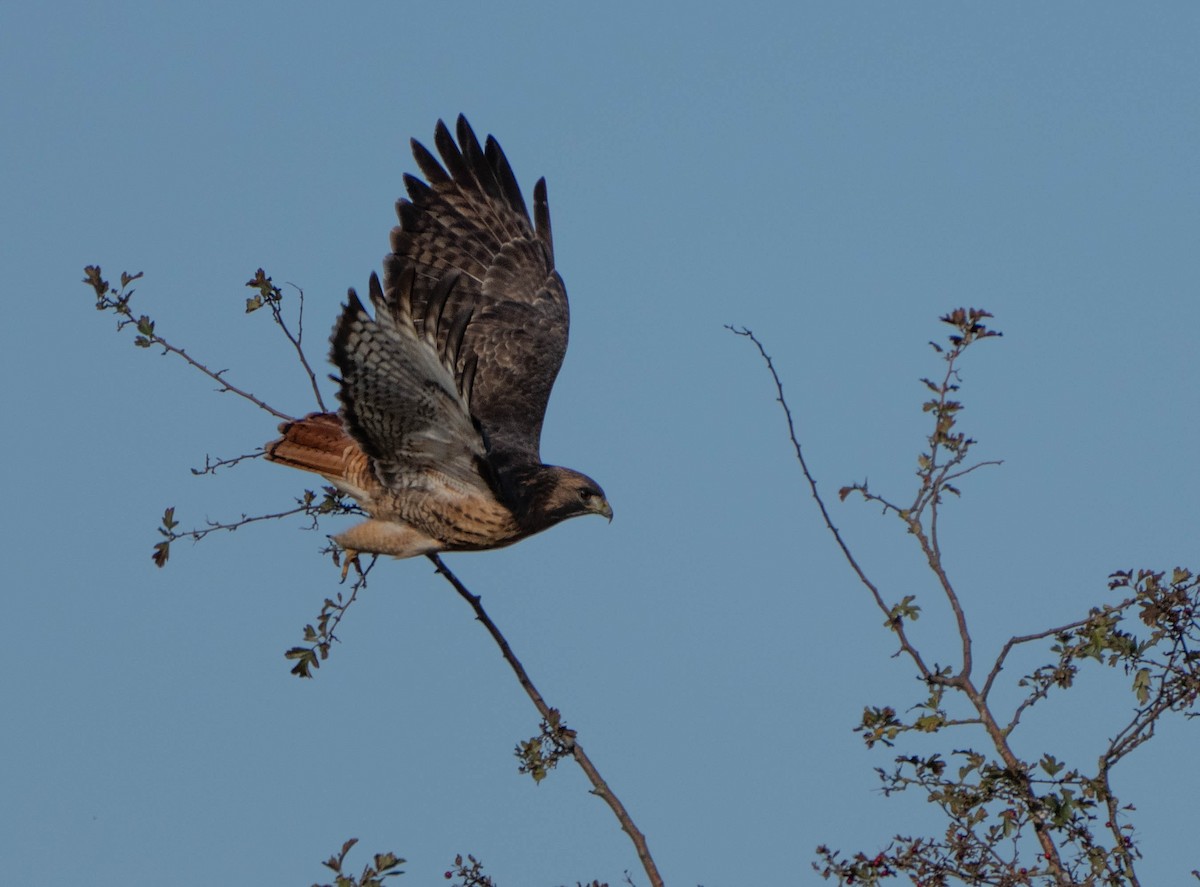 Red-tailed Hawk (calurus/alascensis) - ML503543171