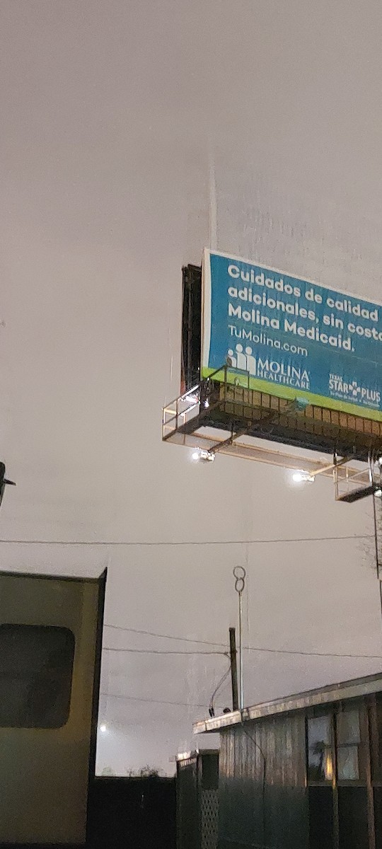 American Barn Owl - ML503543901