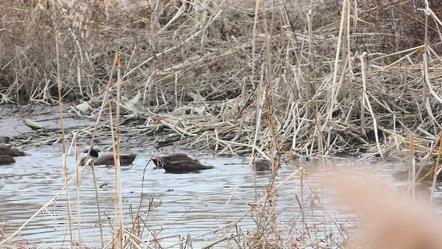 American Black Duck - ML503544281