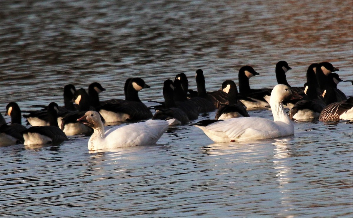 Snow Goose - ML503544961