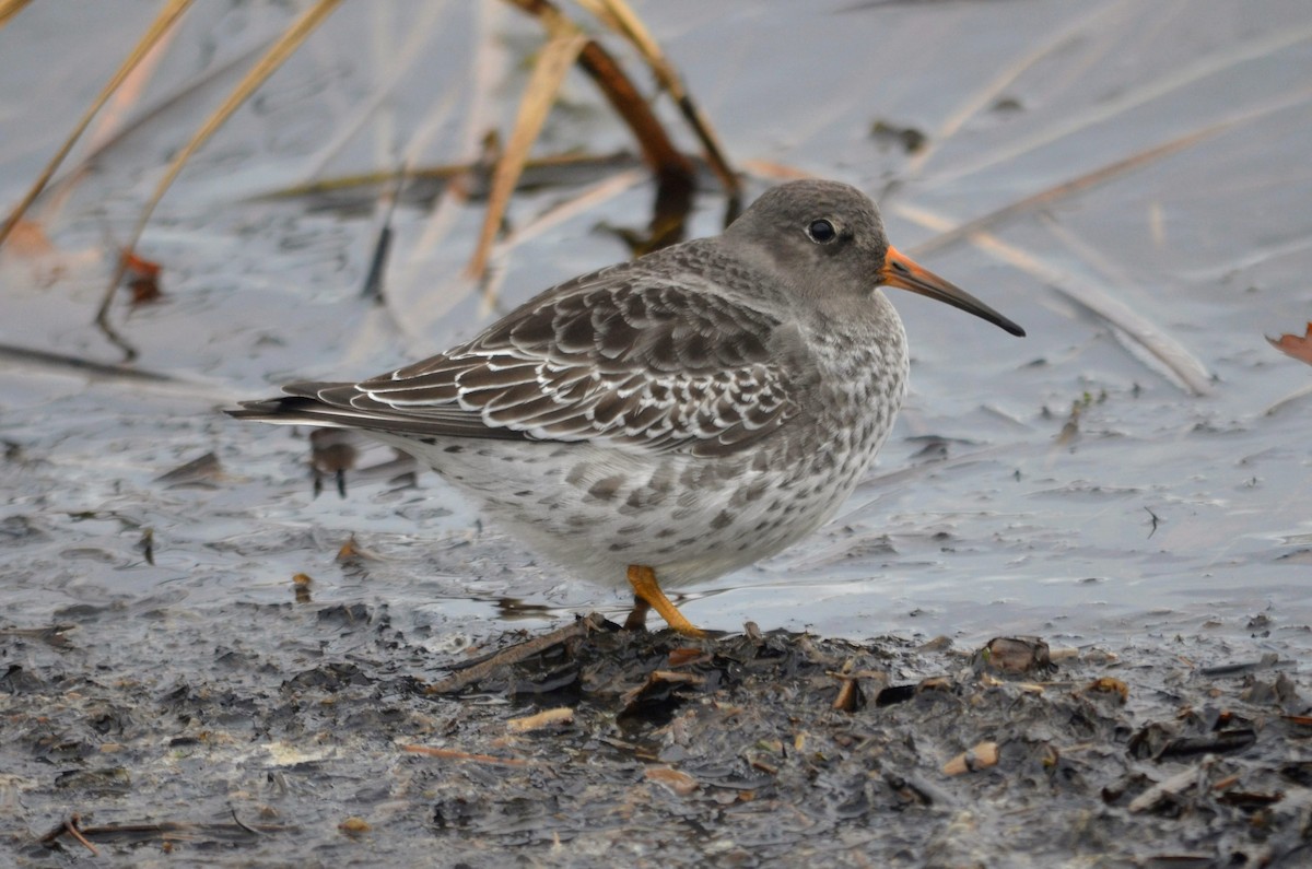 Purple Sandpiper - ML503545181