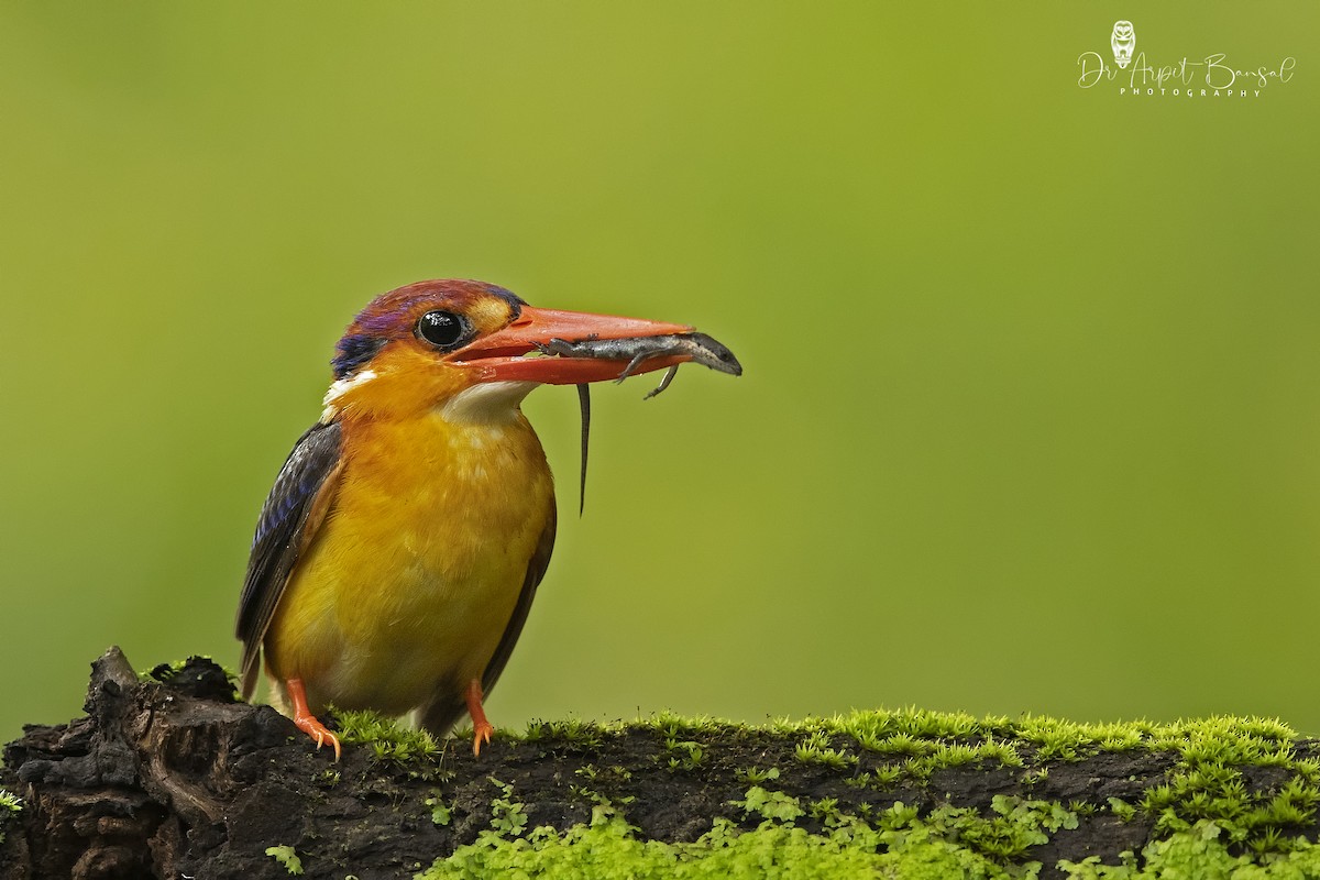 Black-backed Dwarf-Kingfisher - Arpit Bansal