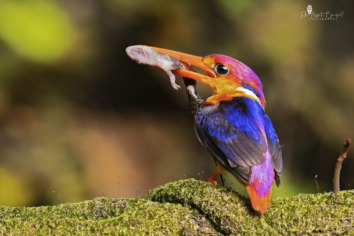 Black-backed Dwarf-Kingfisher - Arpit Bansal