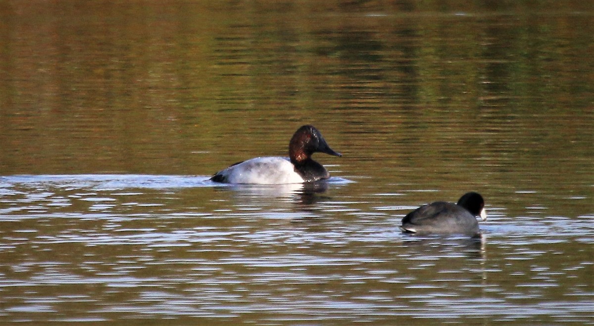 Fuligule à dos blanc - ML503545231