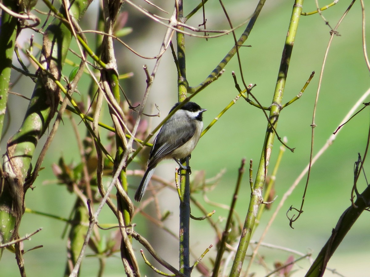 Carolina Chickadee - ML50354561