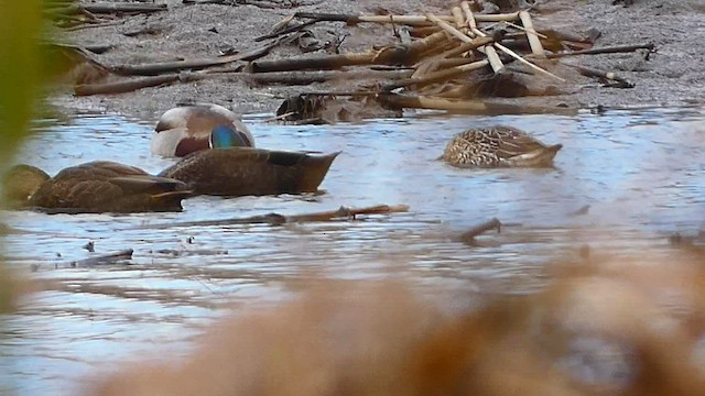 Northern Pintail - ML503545961