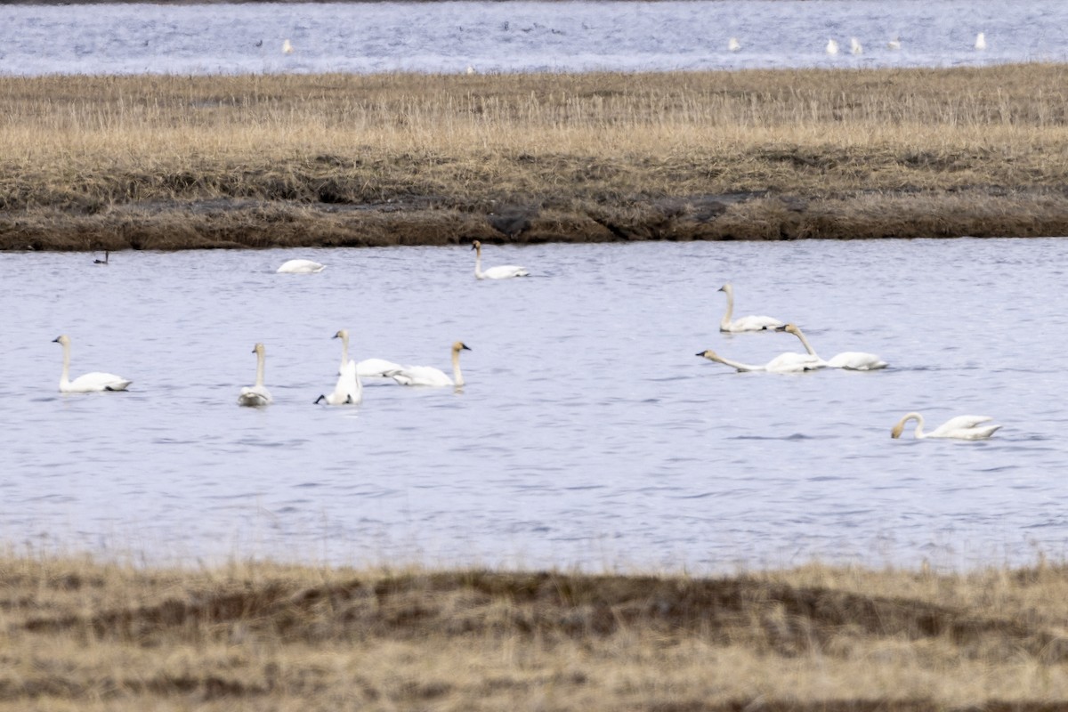 Tundra Swan - Bill Carpenter