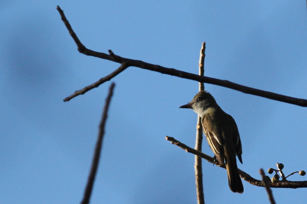 Great Crested Flycatcher - Margaret Viens