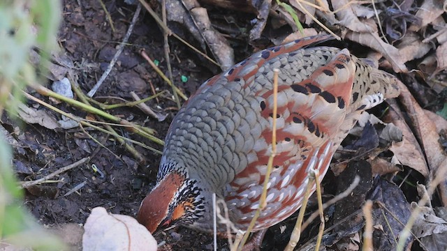 Hill Partridge - ML503547141