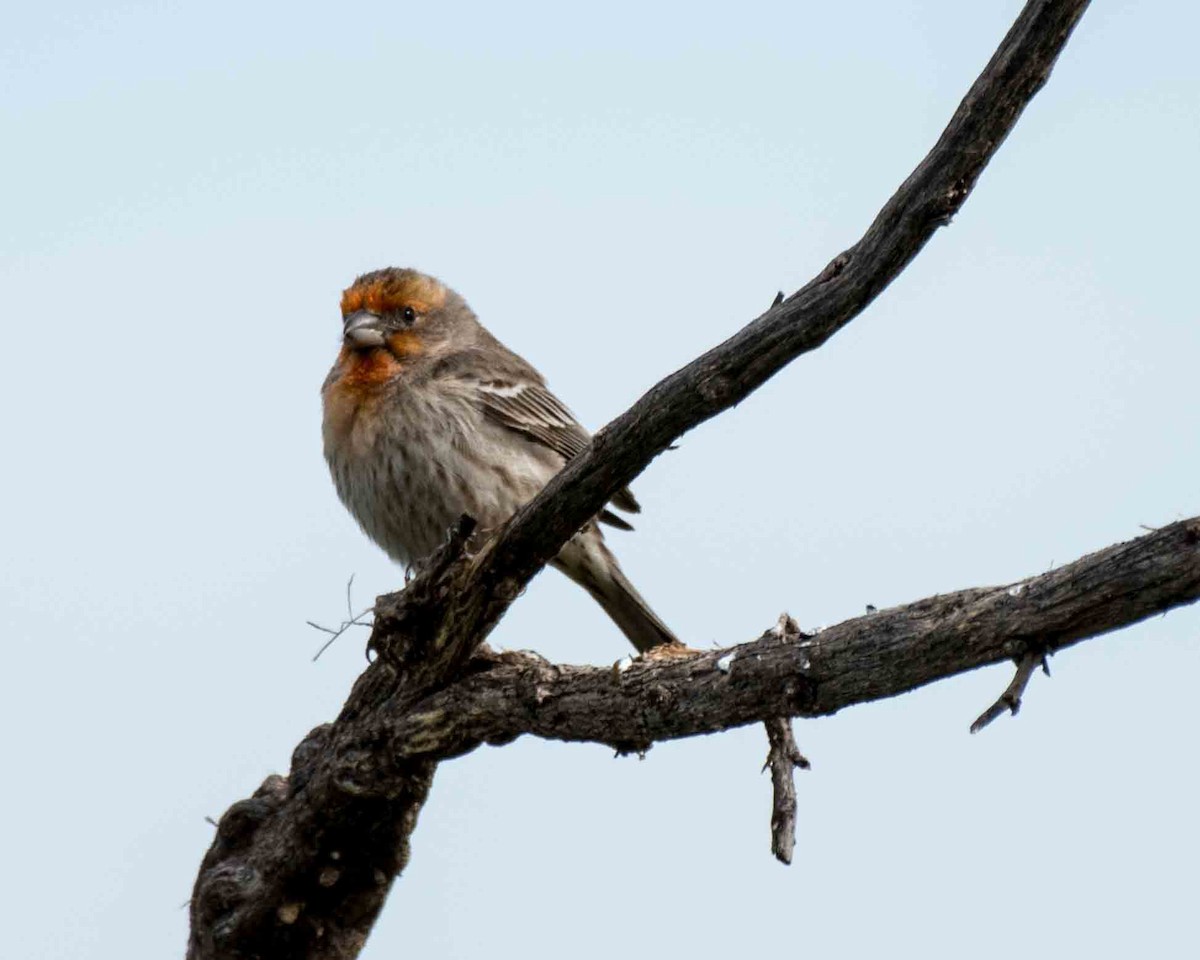 House Finch - James McNamara