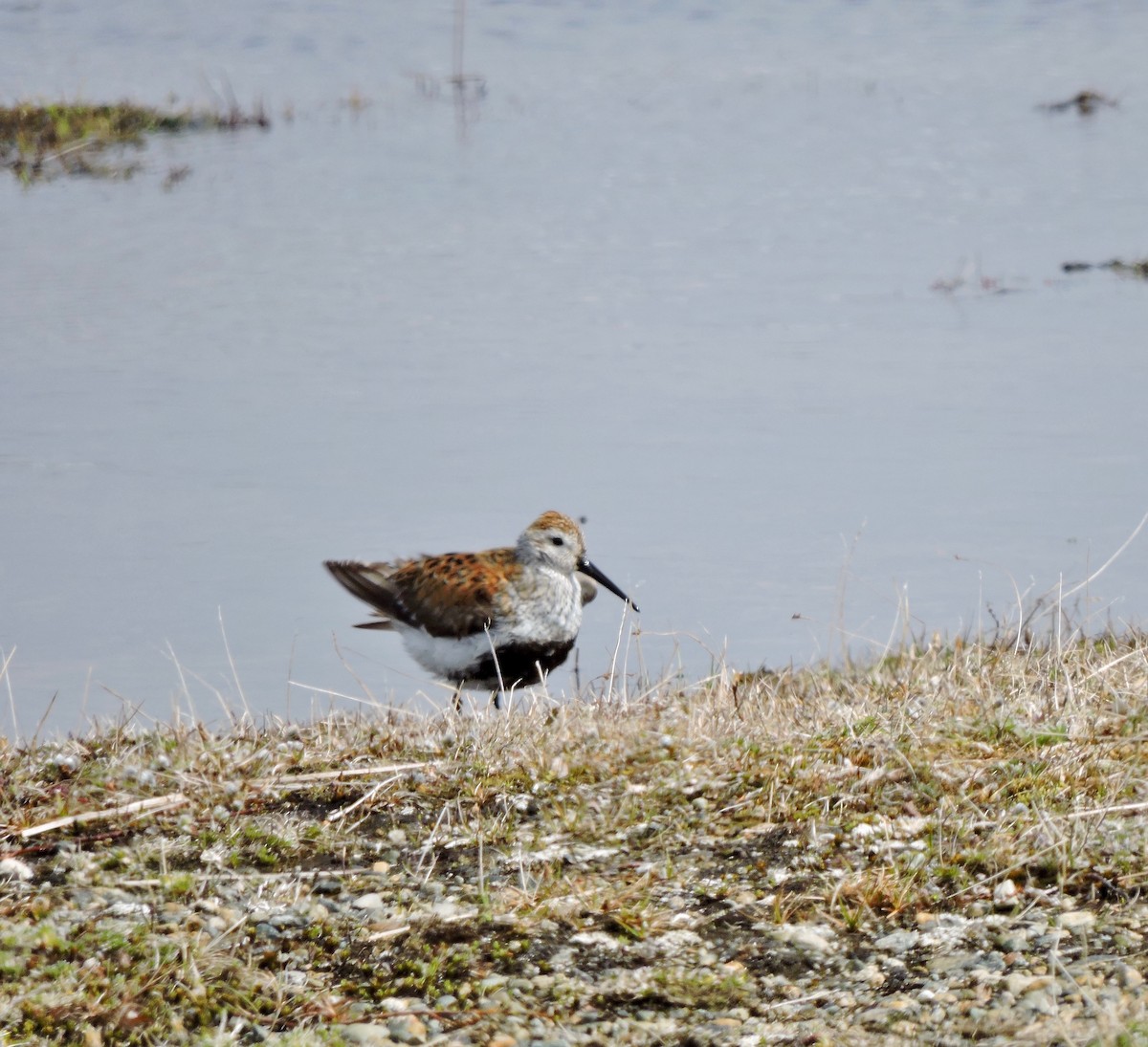 Dunlin - ML503550291