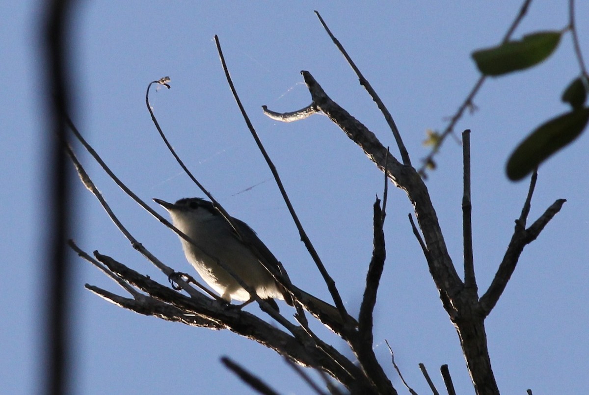 White-lored Gnatcatcher - ML50355091