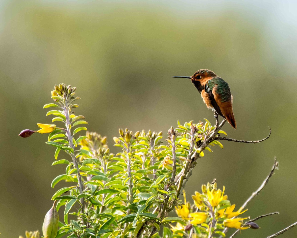 Allen's Hummingbird - ML50355181