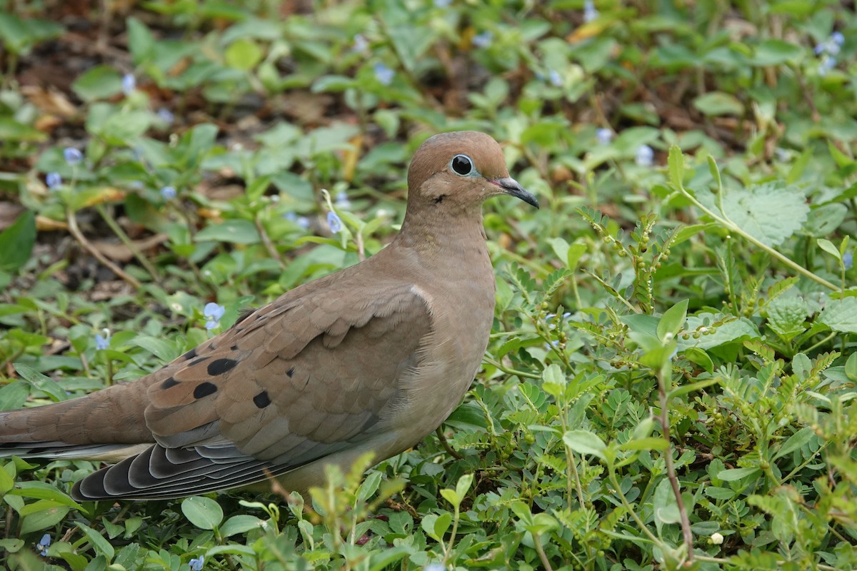 Mourning Dove - Dave Hayden