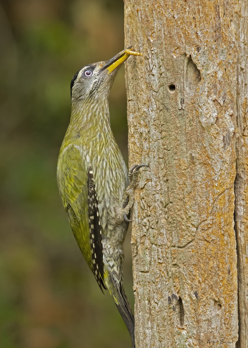 Streak-throated Woodpecker - ML503552271