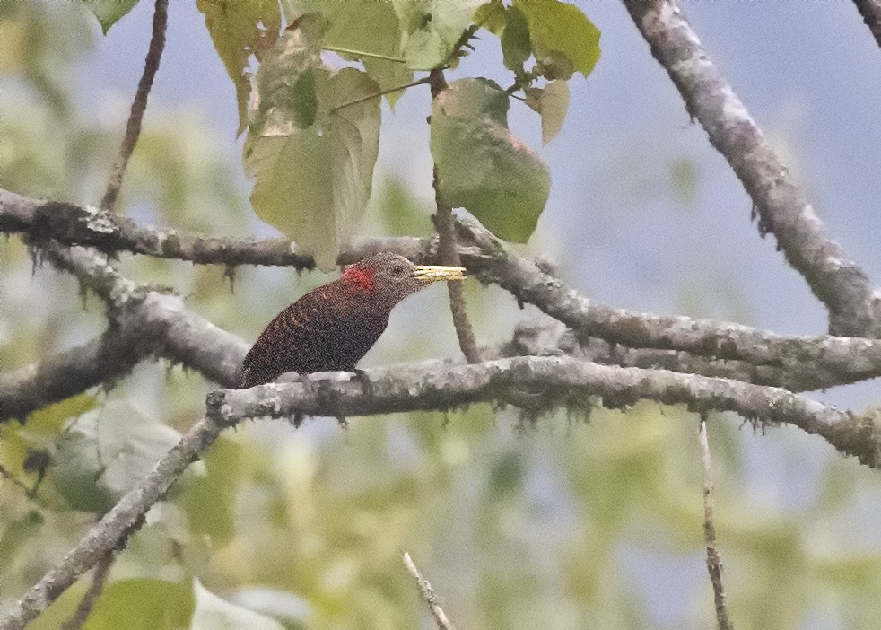 Bay Woodpecker - ML503552761