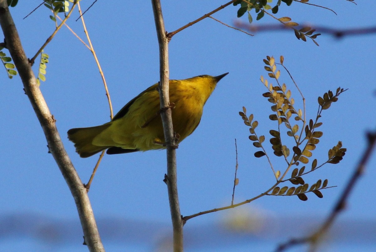 Yellow Warbler - ML50355381