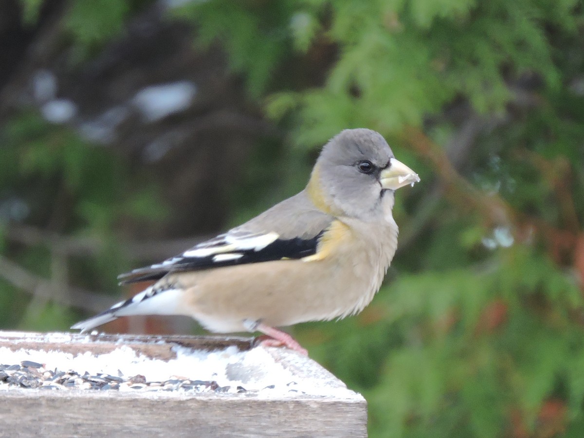 Evening Grosbeak - ML503554701