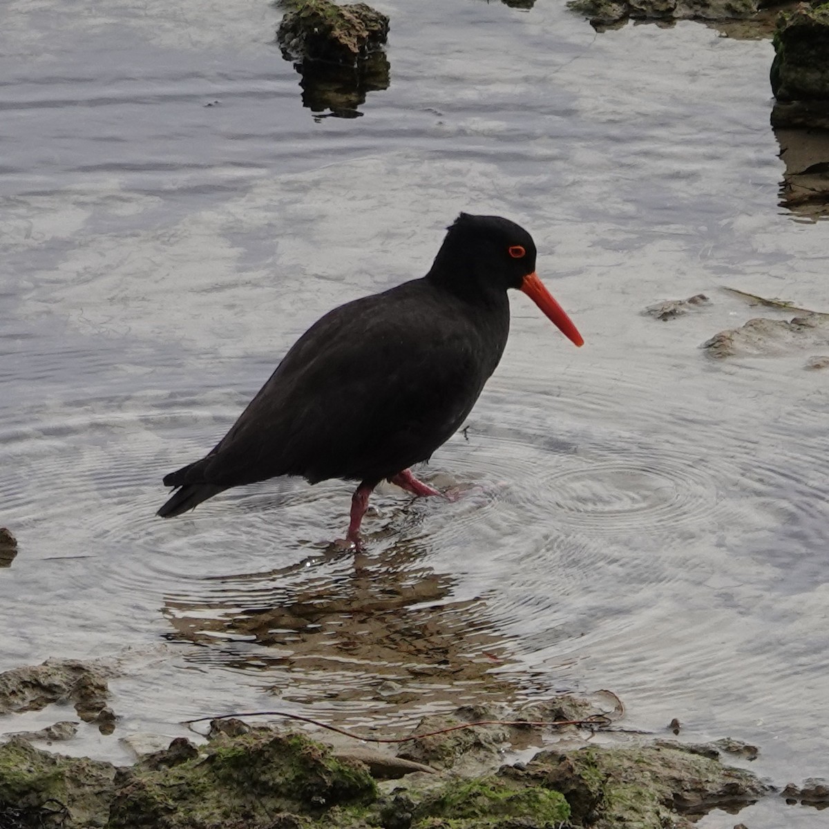 Sooty Oystercatcher - ML503555251