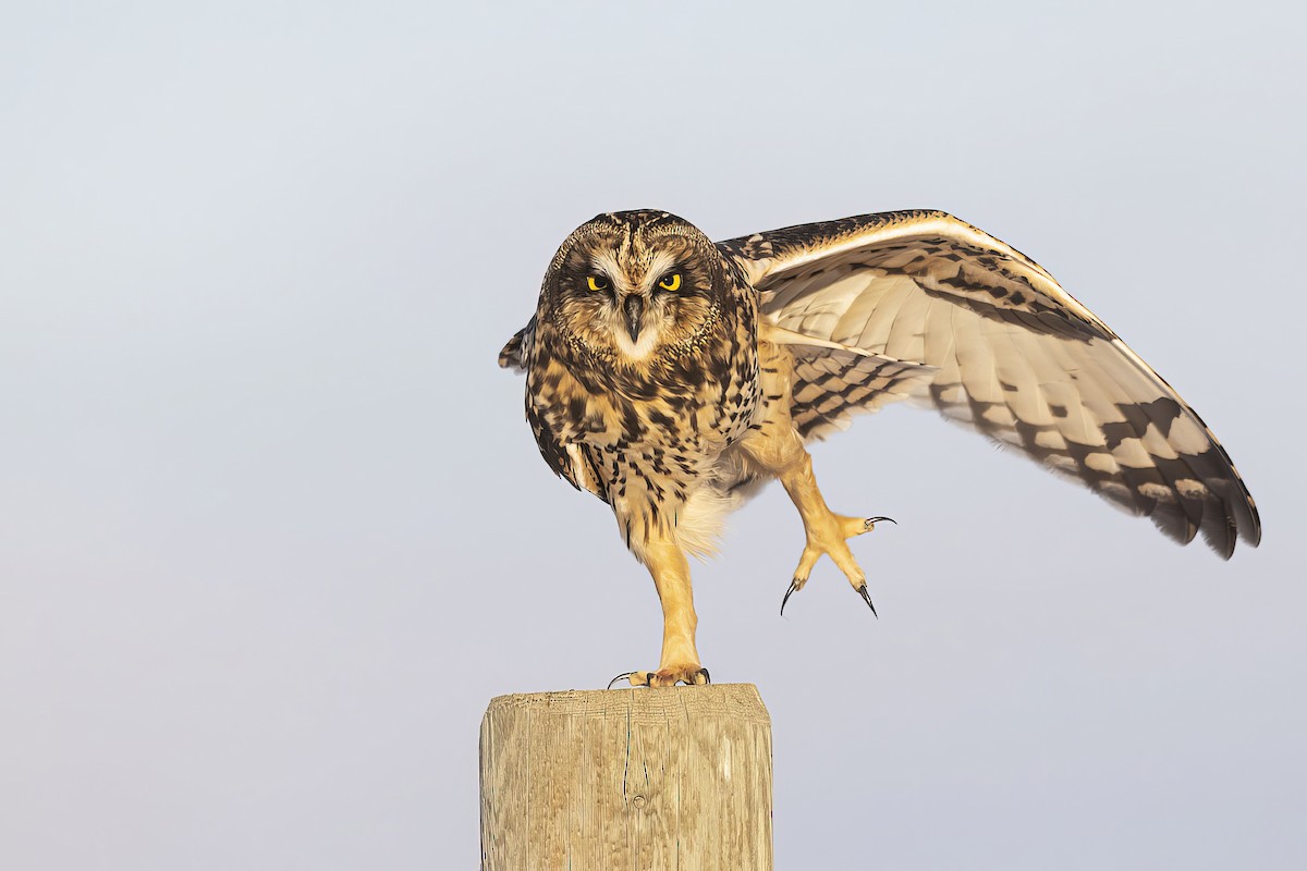 Short-eared Owl - ML503555261