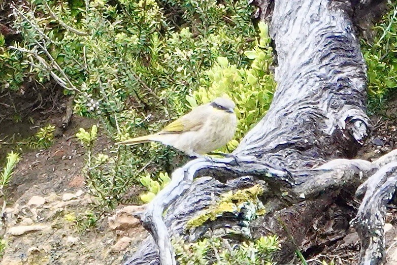 Singing Honeyeater - ML503555311