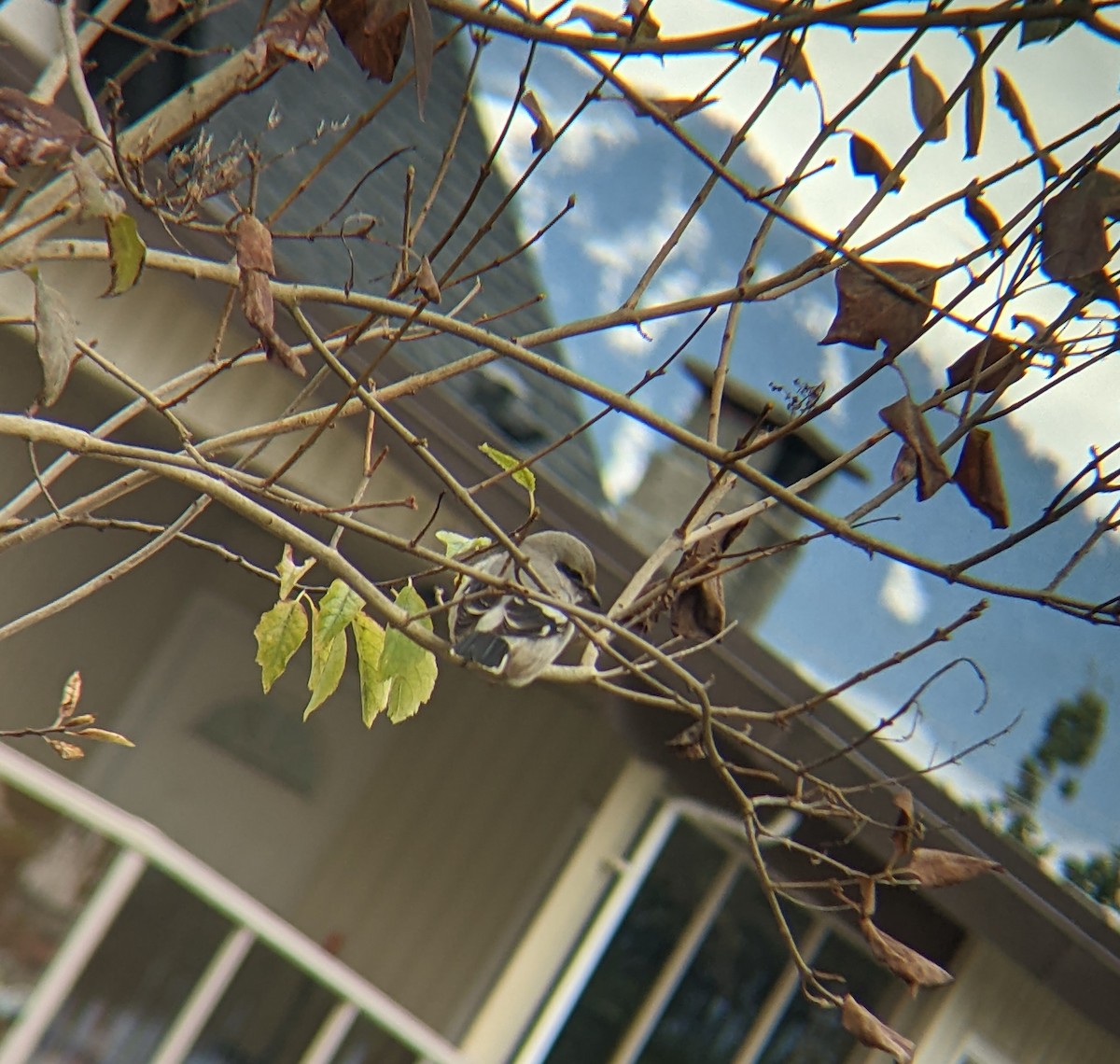 borealvarsler - ML503556581