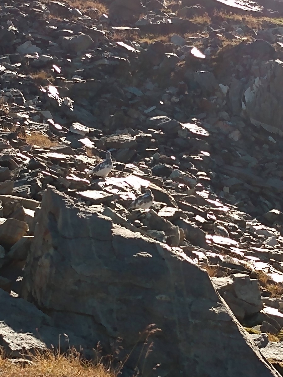 White-tailed Ptarmigan - ML503556881