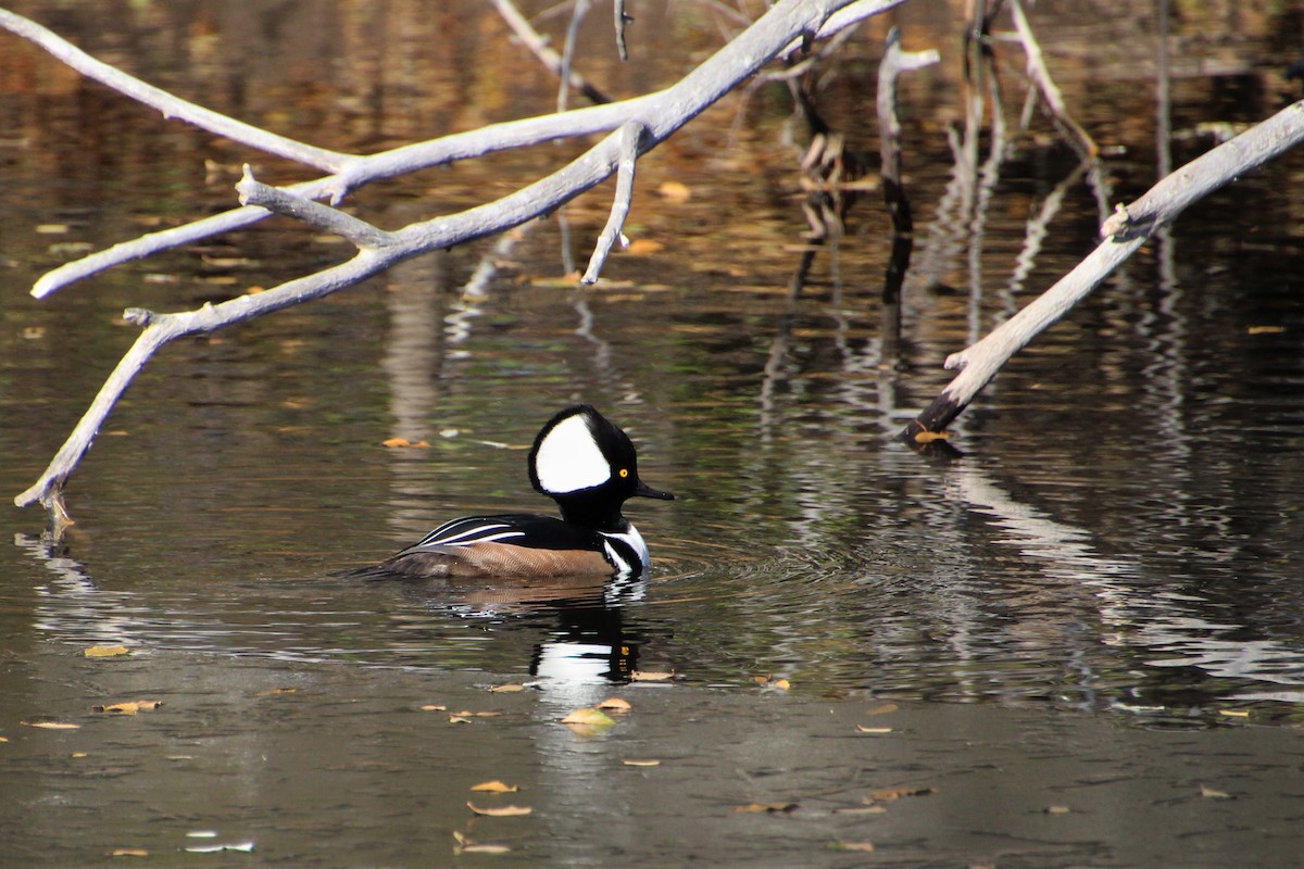 Hooded Merganser - ML503557391