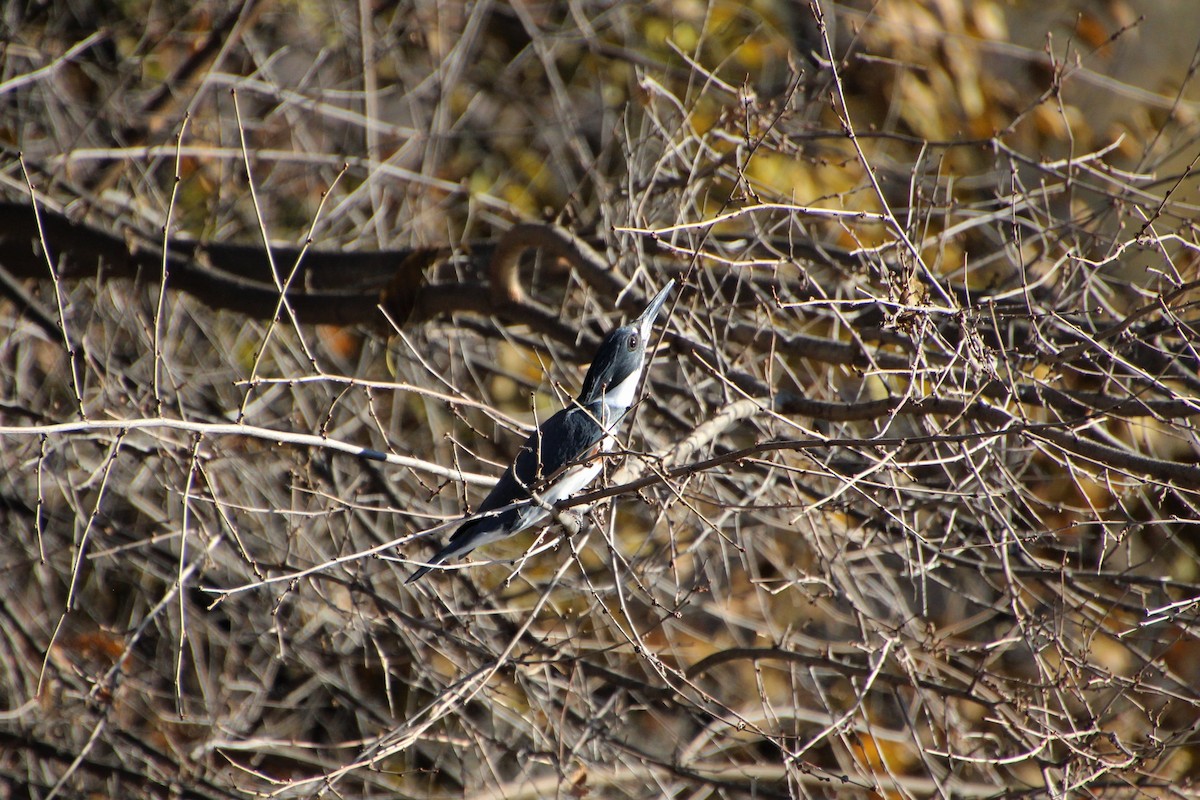 Belted Kingfisher - ML503557491