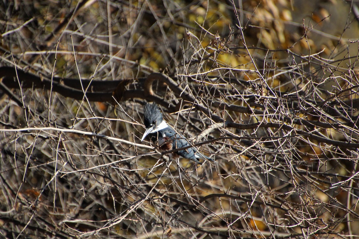 Belted Kingfisher - ML503557501