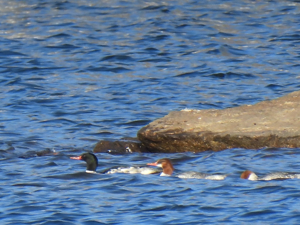 Common Merganser - ML503559111