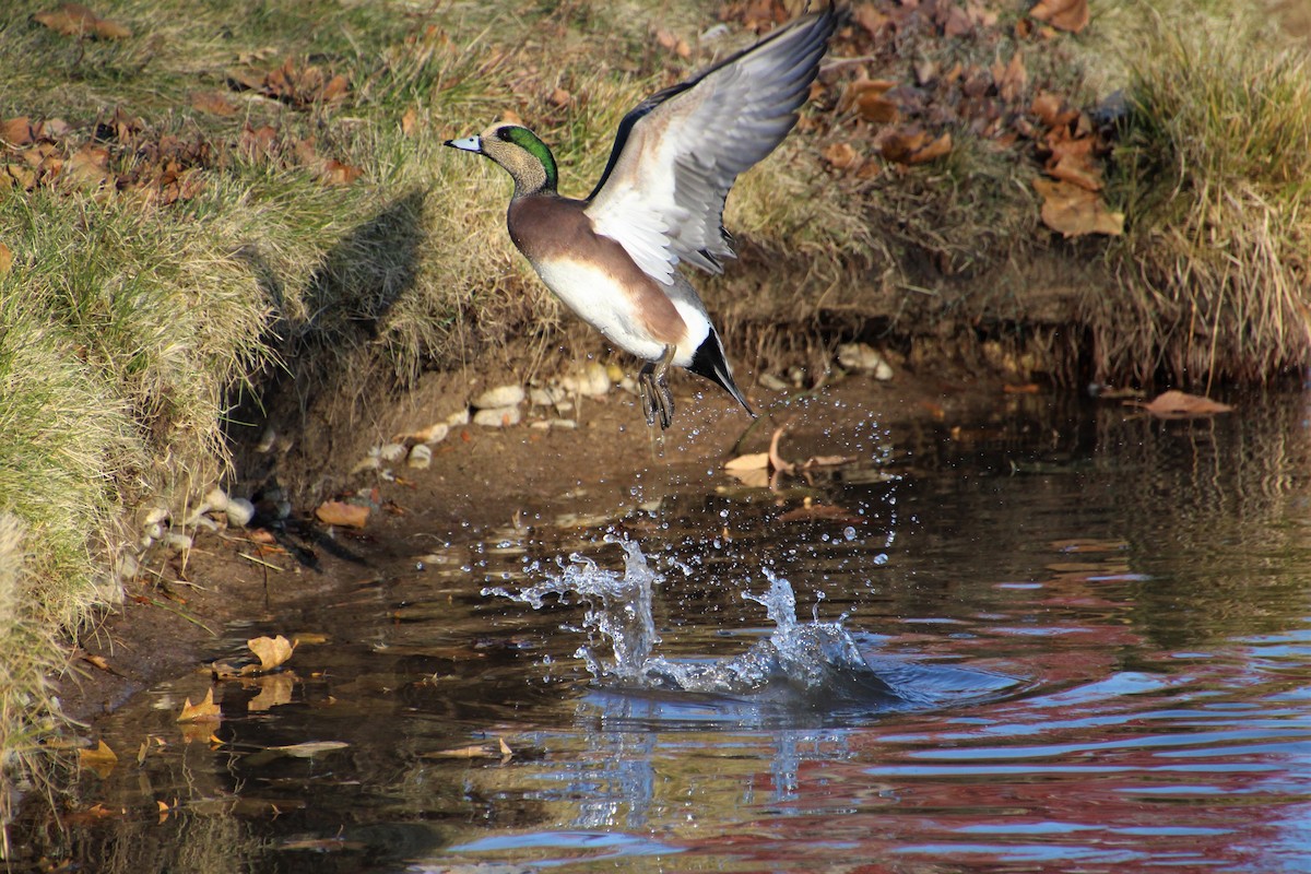 American Wigeon - ML503560431