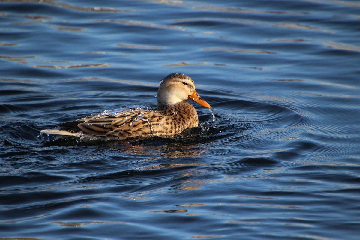 Mallard (Domestic type) - ML503560491