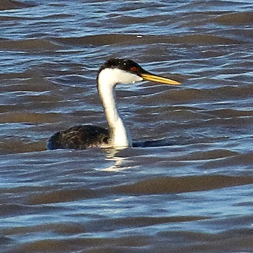 Western Grebe - Jonathan Dowell