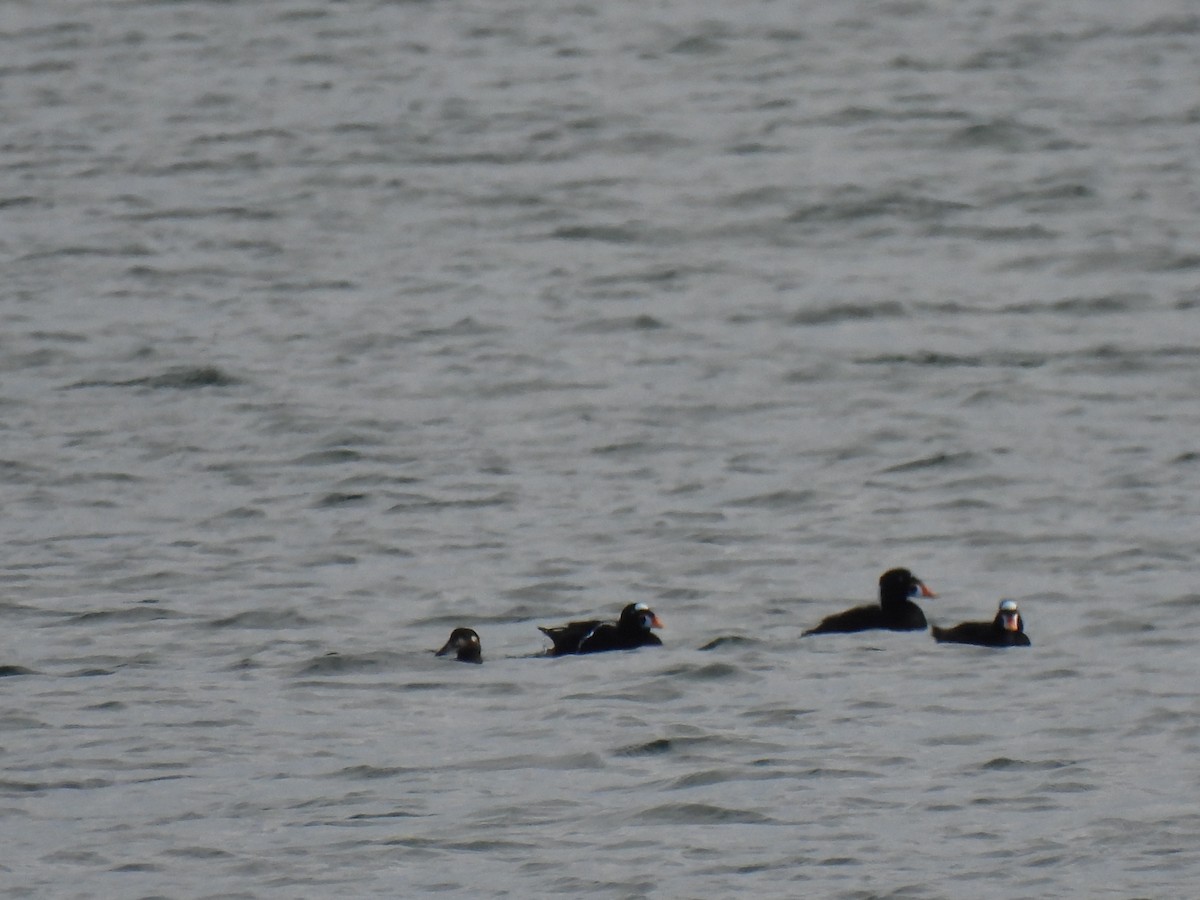 Surf Scoter - Jeff&Jenn Joffray