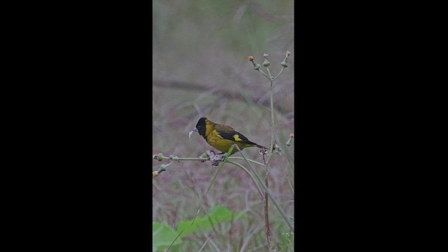 Black-headed Siskin - ML503562681