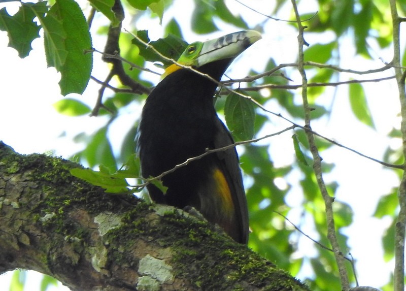 Toucanet à bec tacheté - ML503564751