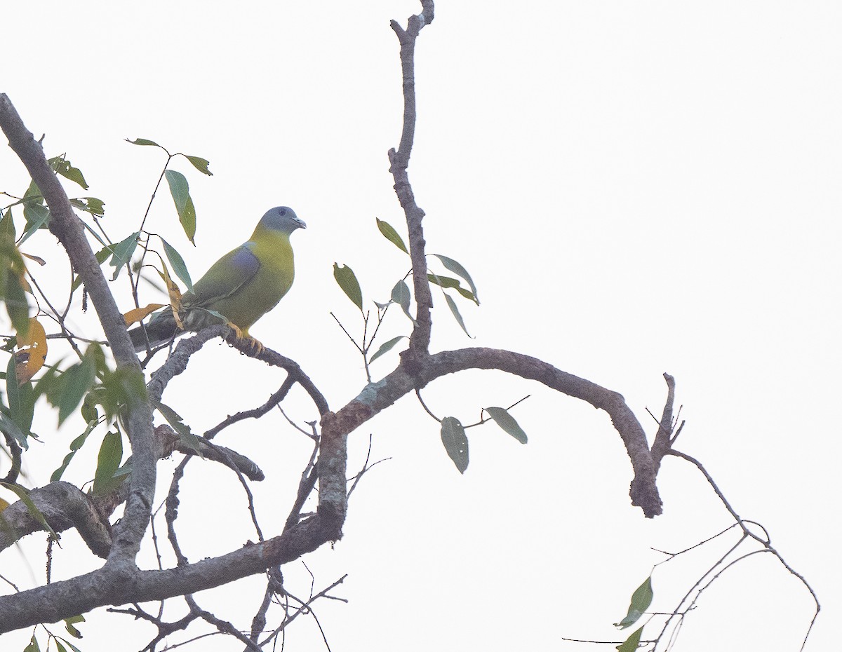 Yellow-footed Green-Pigeon - ML503564931