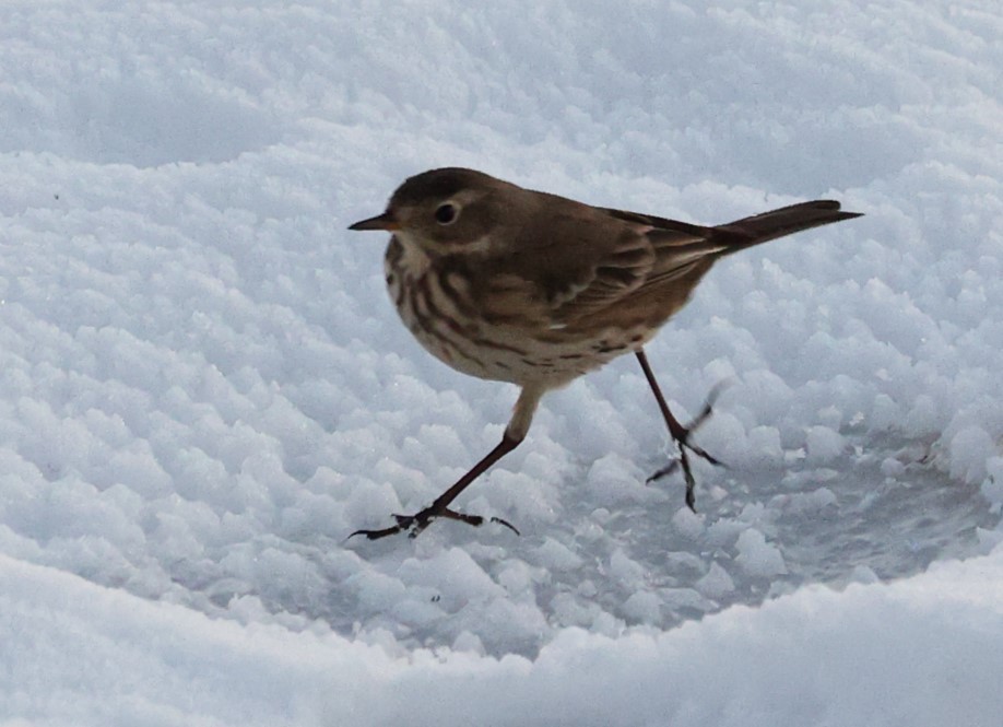 Pipit d'Amérique - ML503565631