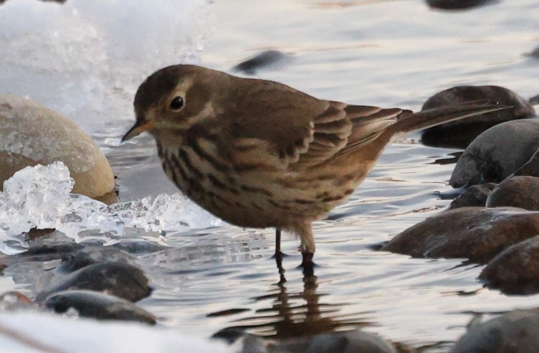 Pipit d'Amérique - ML503565701