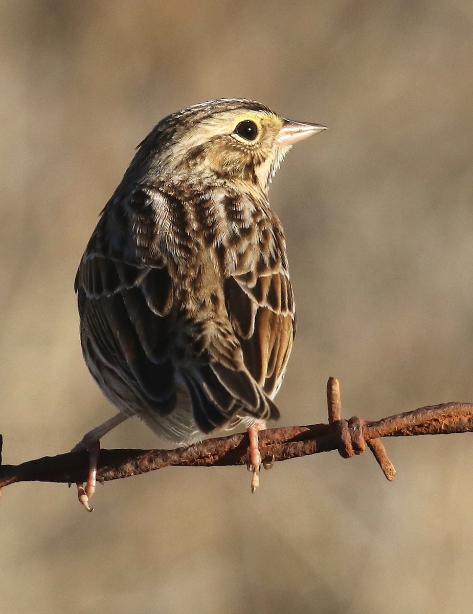 Savannah Sparrow - ML503566601