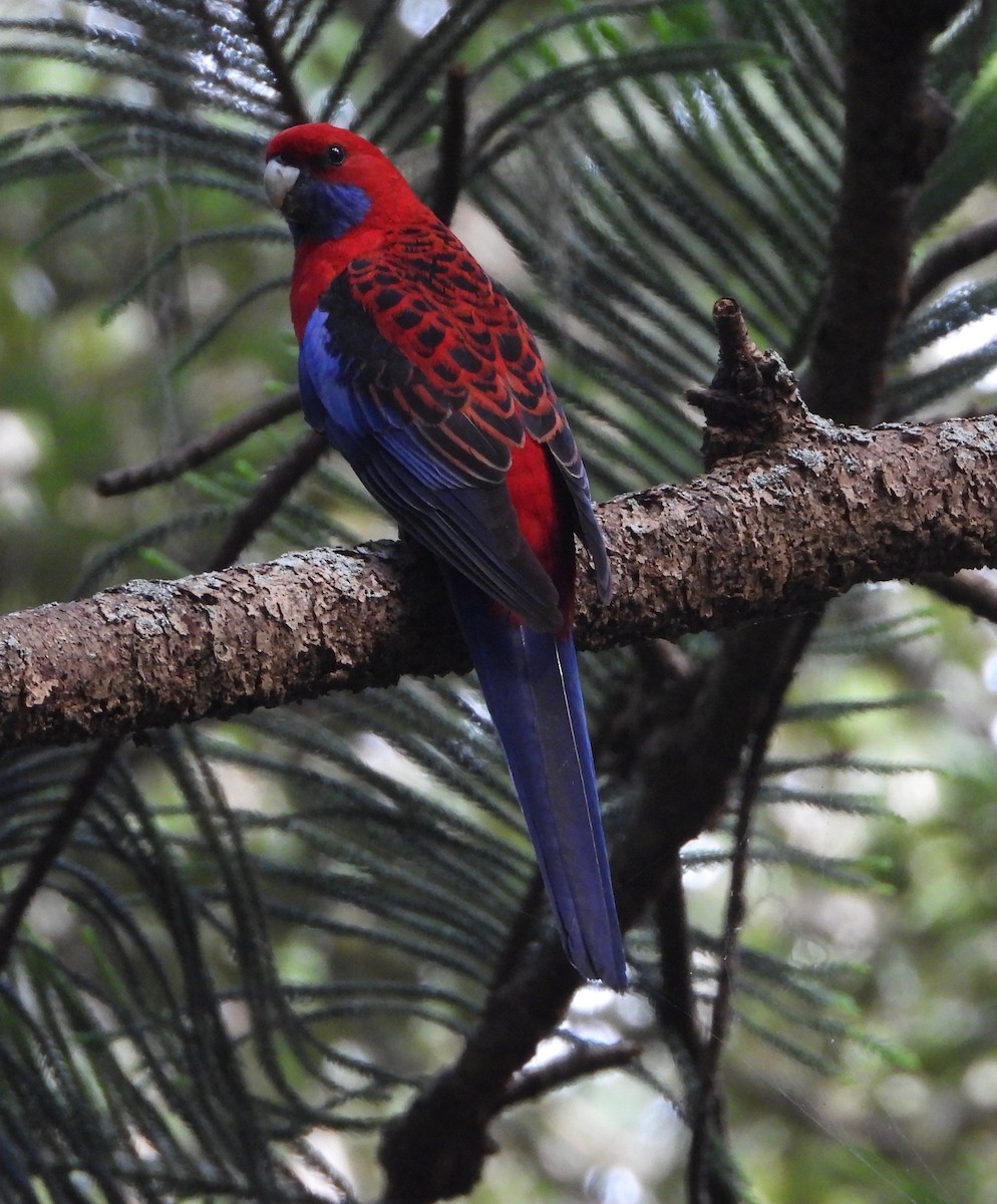 Crimson Rosella - ML503567001