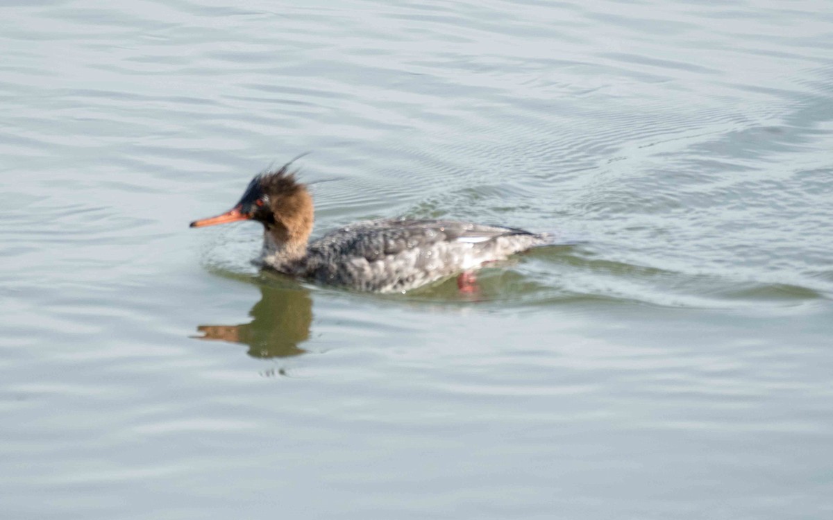 Red-breasted Merganser - James McNamara