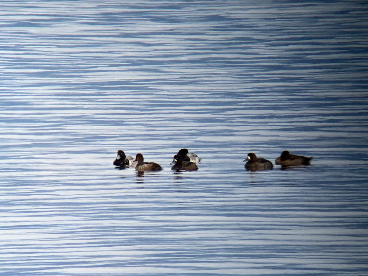 Greater Scaup - Paul Hardy