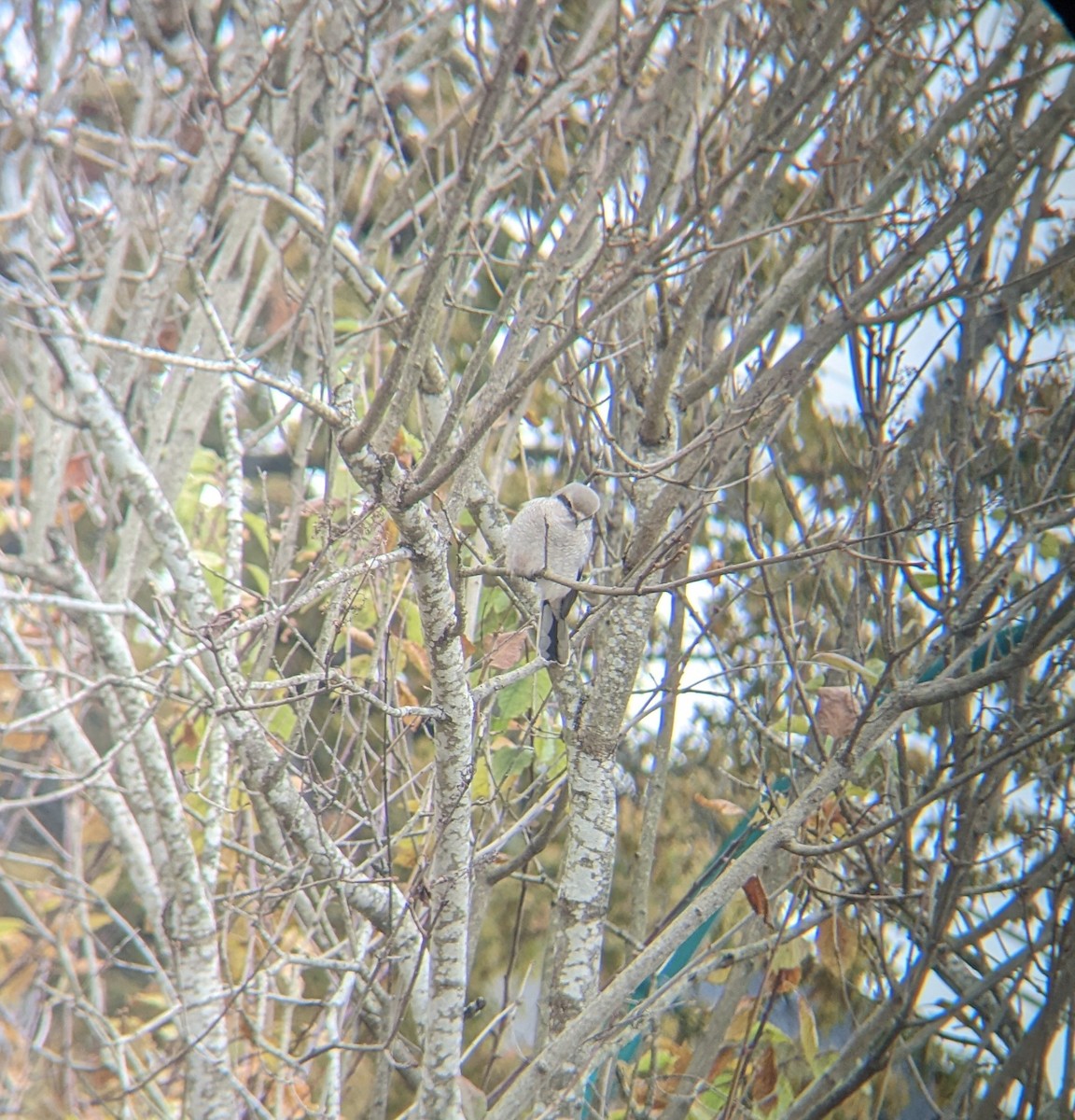 borealvarsler - ML503567801