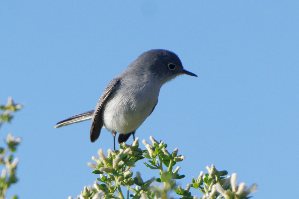 Blue-gray Gnatcatcher - Susanne Meyer