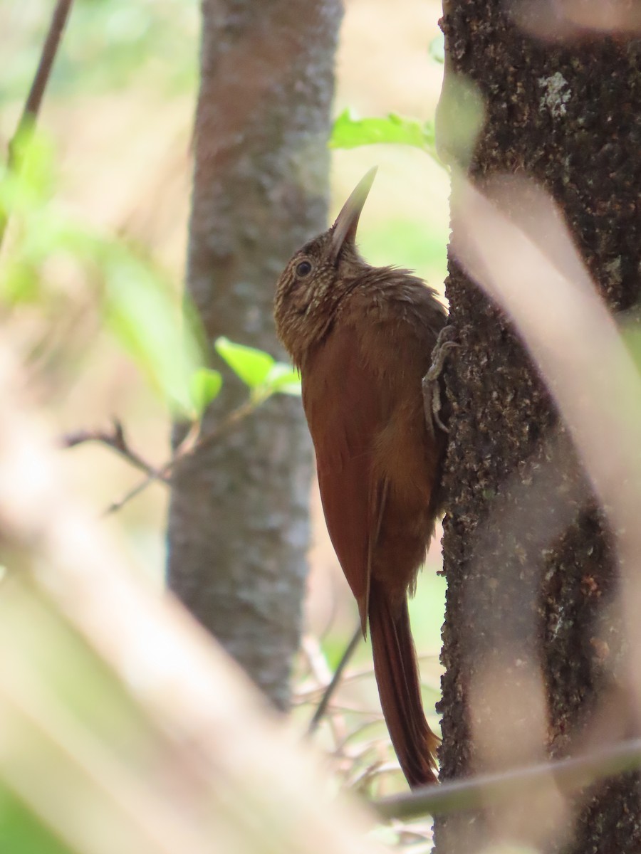 Black-banded Woodcreeper - ML503568791