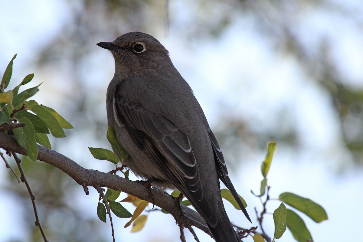 Townsend's Solitaire - ML503570441