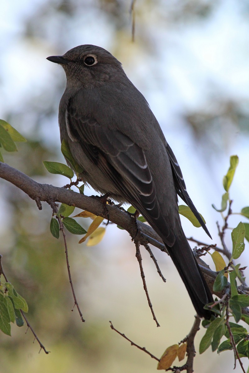 Townsend's Solitaire - ML503570451